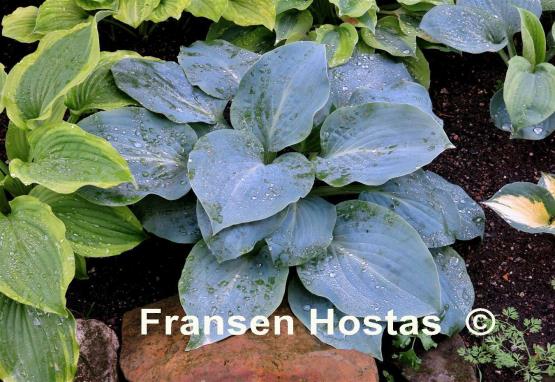 Hosta Mystic Star